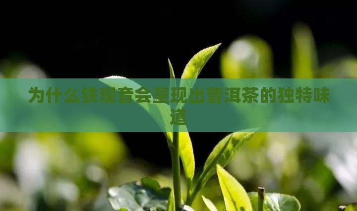 为什么铁观音会呈现出普洱茶的独特味道