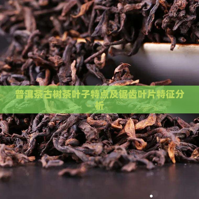普洱茶古树茶叶子特点及锯齿叶片特征分析