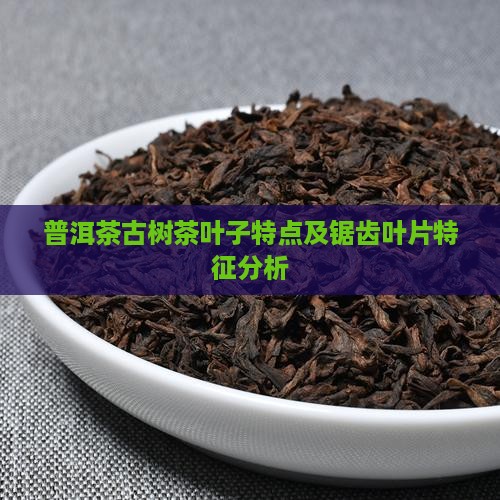 普洱茶古树茶叶子特点及锯齿叶片特征分析
