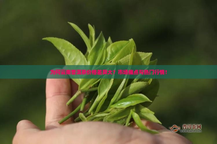 为何云南普洱茶价格差异大？市场痛点与热门行情！