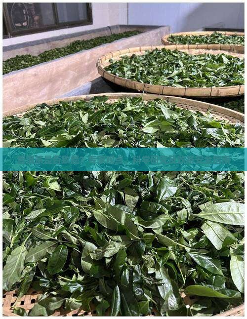 普洱茶是否致癌？专家观点、科学研究及饮茶安全指南