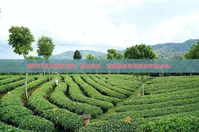 如何打造完美普洱茶？品饮痛点，掌握最新热词新词快信秘诀！