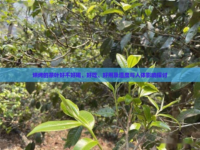 烘烤的茶叶好不好喝、好吃、好用及温度与人体影响探讨