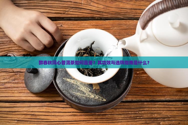 醉春秋同心普洱茶如何品鉴？其功效与选购指南是什么？