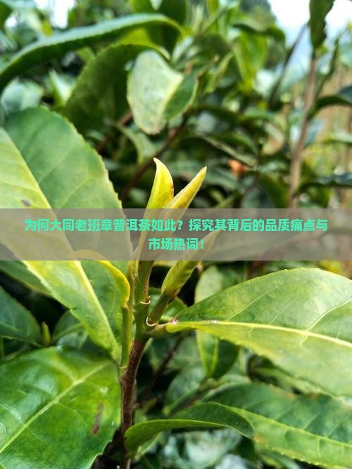 为何大同老班章普洱茶如此？探究其背后的品质痛点与市场热词！