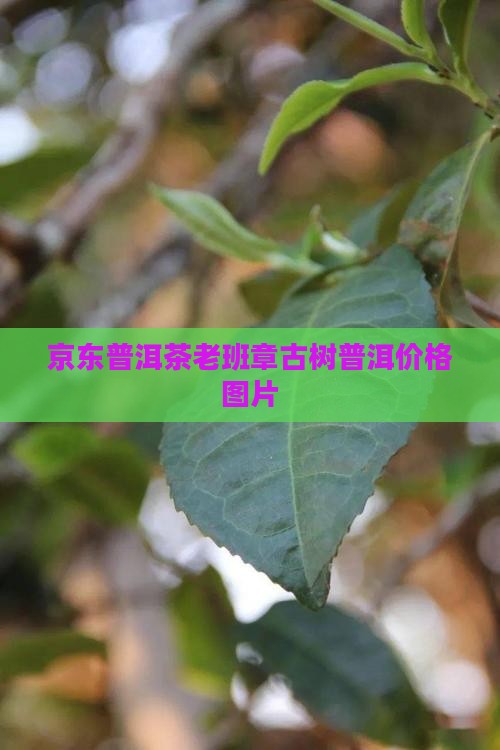 京东普洱茶老班章古树普洱价格图片