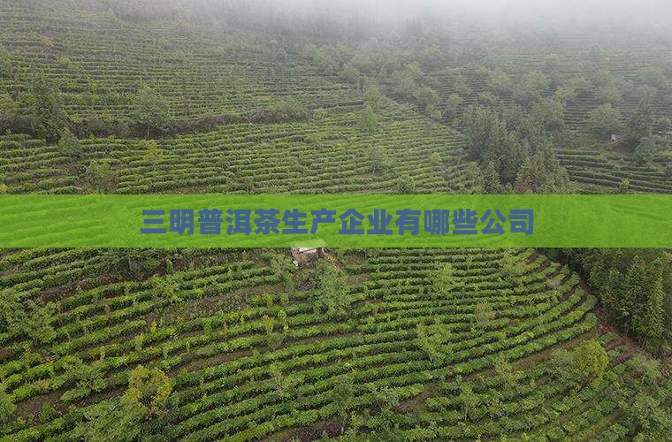 三明普洱茶生产企业有哪些公司