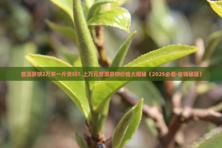 普洱茶饼2万多