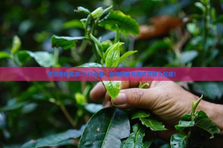 普洱茶柱怎么样