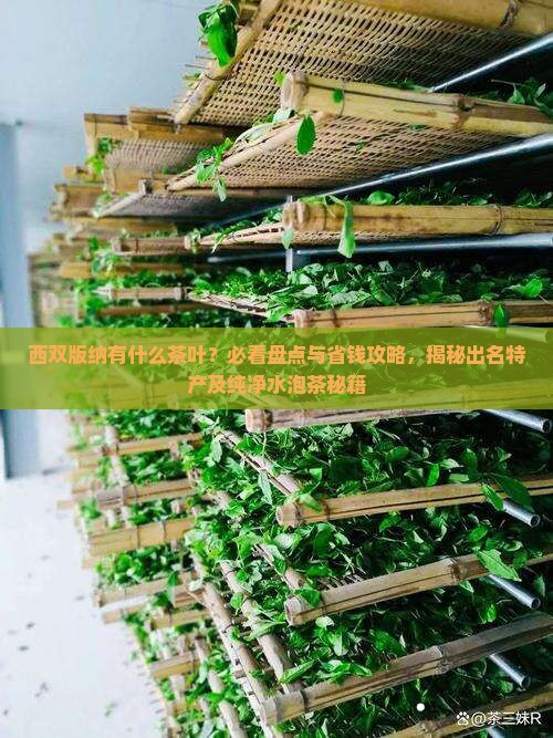 西双版纳有什么茶叶