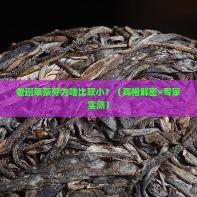 老班章茶芽比较小
