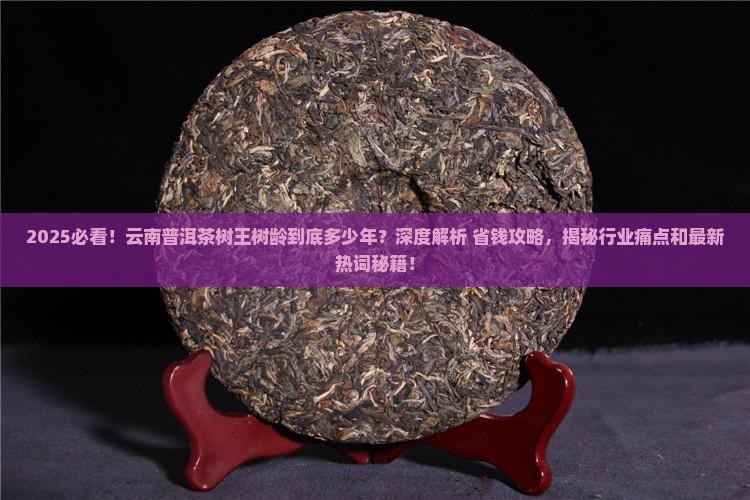 云南普洱茶树王树龄
