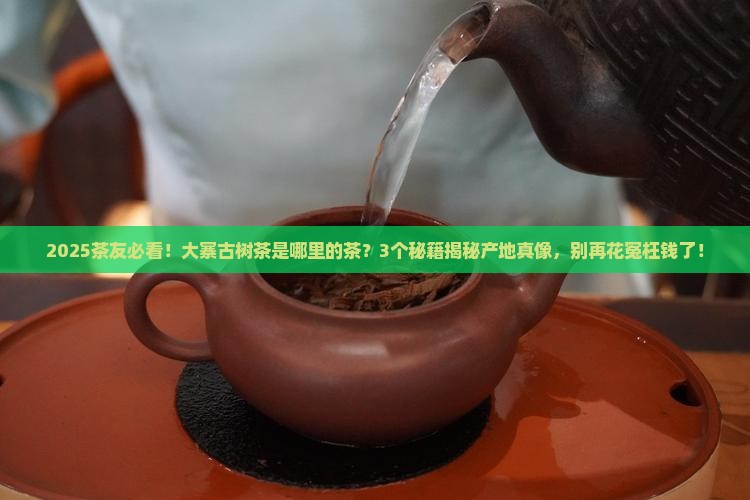 大寨古树茶是哪里的茶