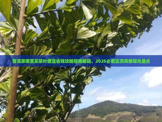 普洱茶哪里买茶叶便宜