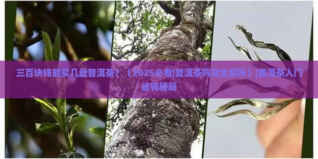 三百块钱能买几盘普洱茶