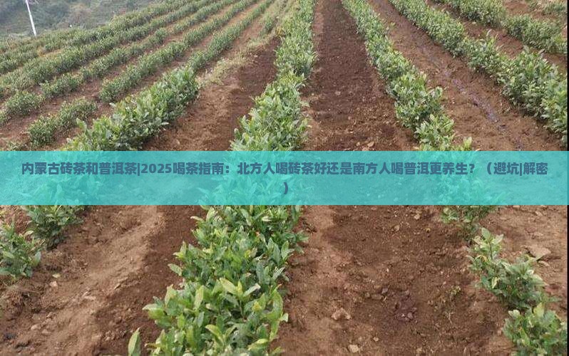 内蒙古砖茶和普洱茶