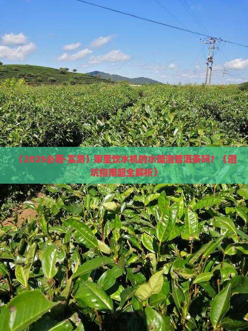 饮水机的水能泡普洱茶吗