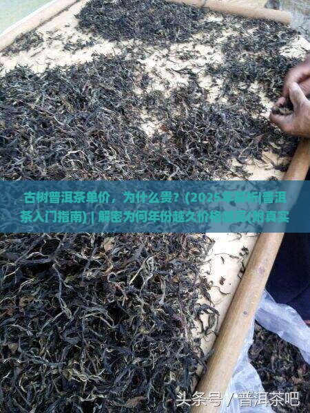古树普洱茶单价