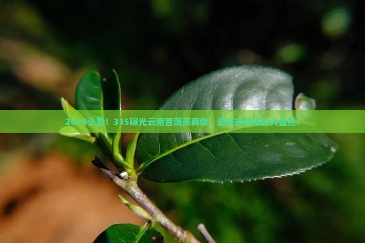 315关于云南普洱茶