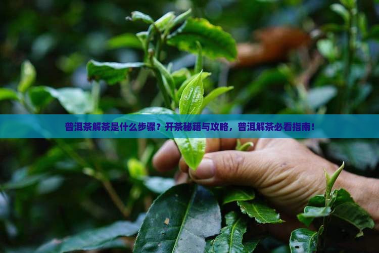 普洱茶解茶是什么步骤