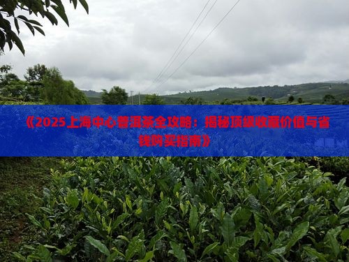 上海中心普洱茶