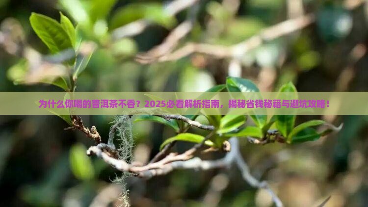 关注我带你了解普洱茶