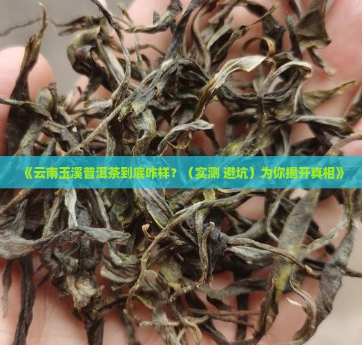 云南玉溪普洱茶好不好