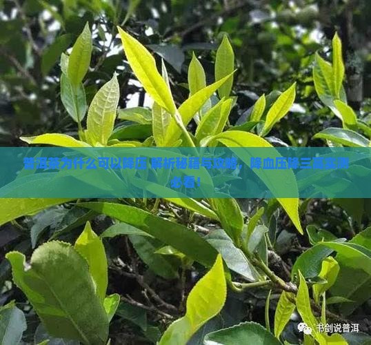 普洱茶为什么可以降压