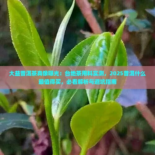 白茶和黄茶大益普洱用料是台地茶