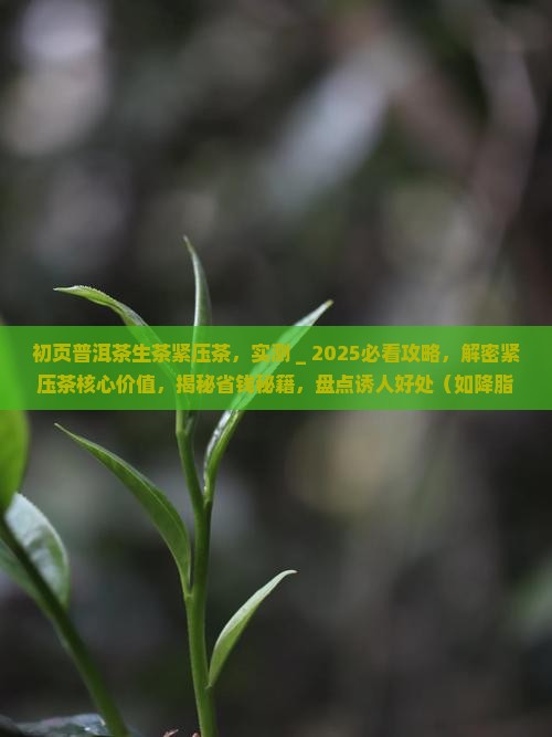 初页普洱茶生茶紧压茶