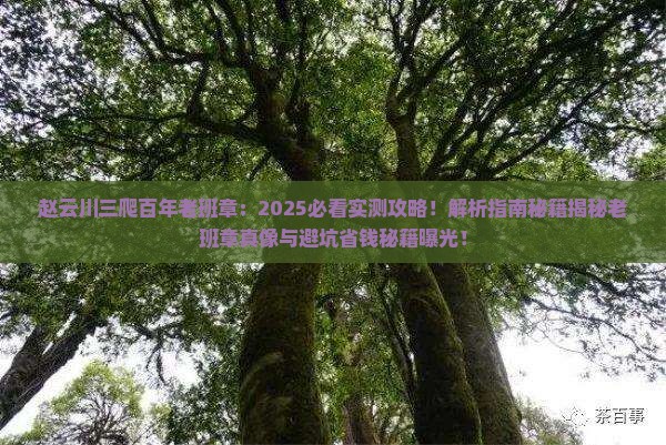 赵云川三爬百年老班章