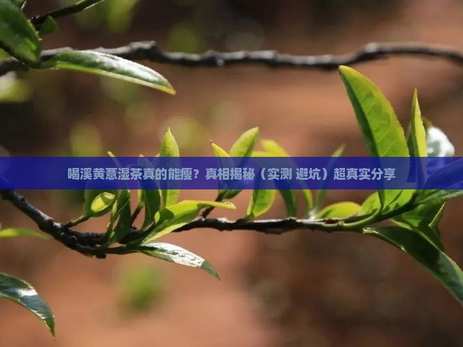 喝溪黄薏湿茶瘦了