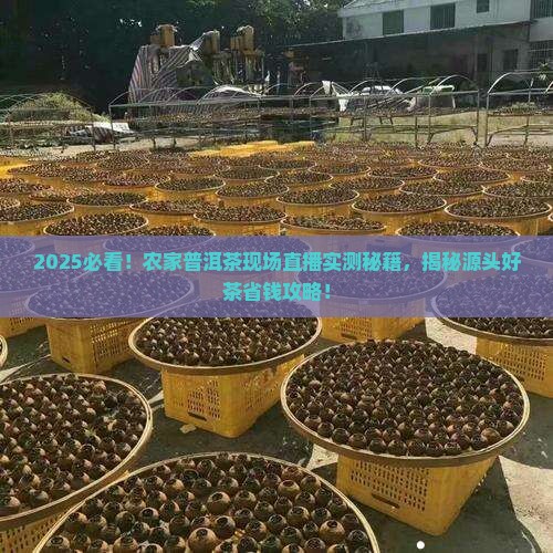 农家普洱茶现场直播