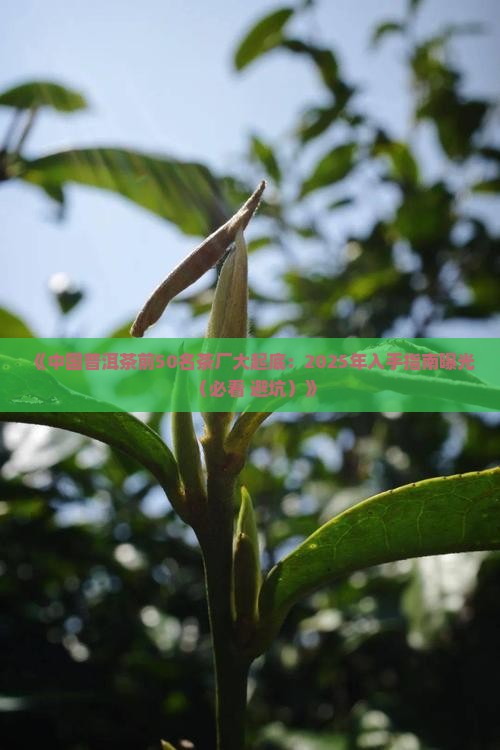 中国普洱茶前50名茶厂