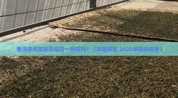 普洱茶是龙珠茶吗