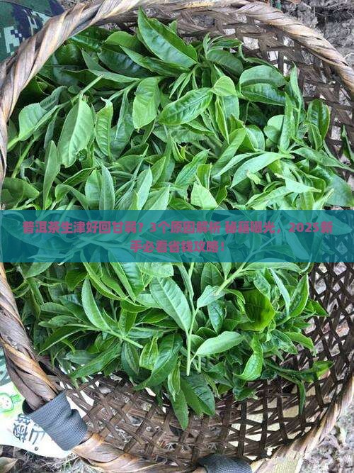 普洱茶生津好回甘弱