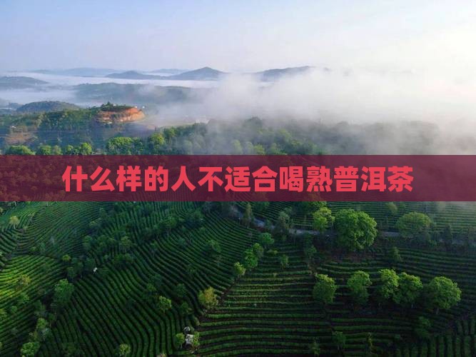 什么样的人不适合喝熟普洱茶