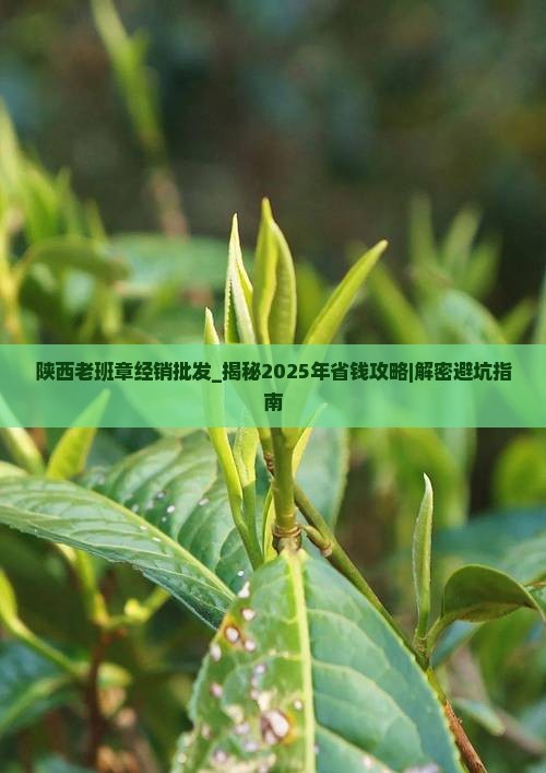 陕西老班章经销批发