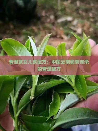普洱茶女儿茶配方