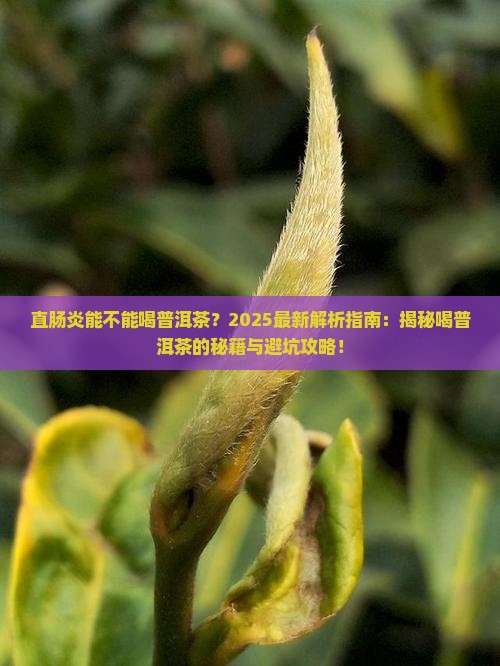 直肠炎能不能喝普洱茶