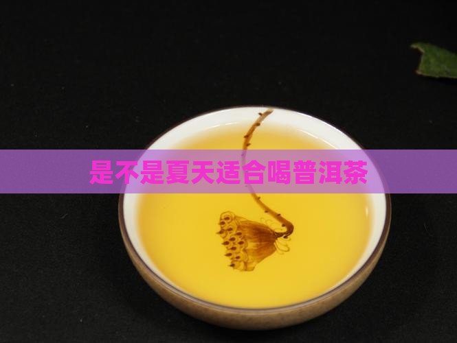 是不是夏天适合喝普洱茶