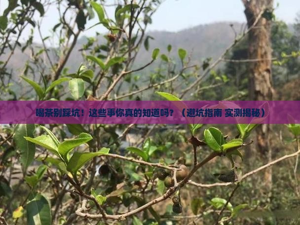 喝茶要注意哪些问题
