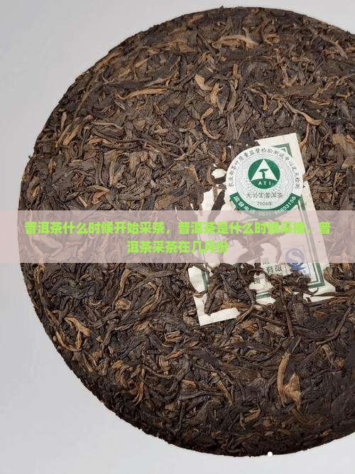 普洱茶什么时候开始采茶