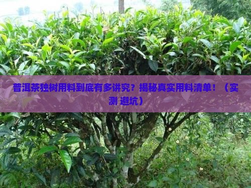 普洱茶独树用料大全