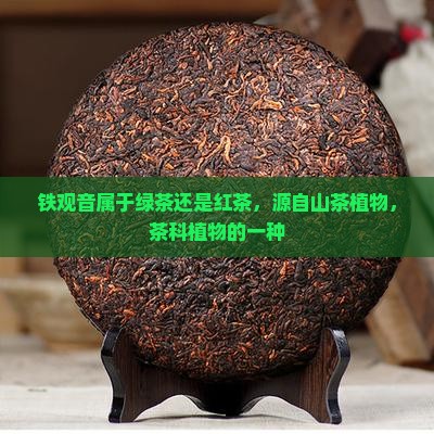 铁观音茶叶属于绿茶还是红茶