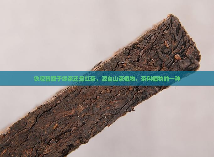 铁观音茶叶属于绿茶还是红茶