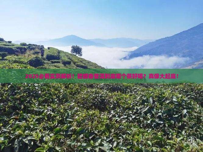 碧螺春普洱哪个茶好喝