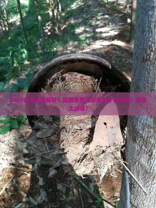 碧螺春普洱哪个茶好喝