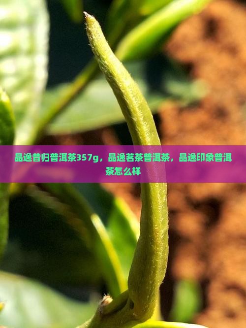 品逸昔归普洱茶357g