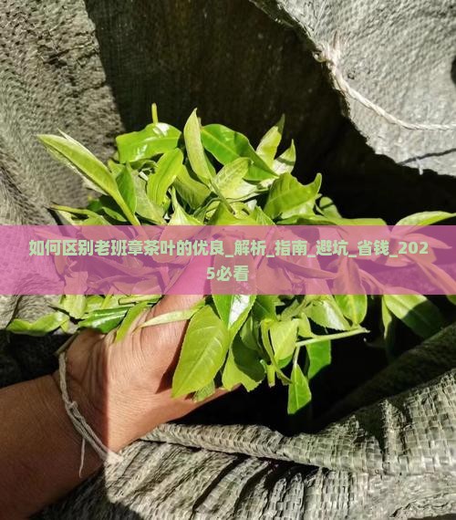 如何区别老班章茶叶的优良